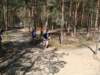 biegiprzeajowe210420098_small.jpg